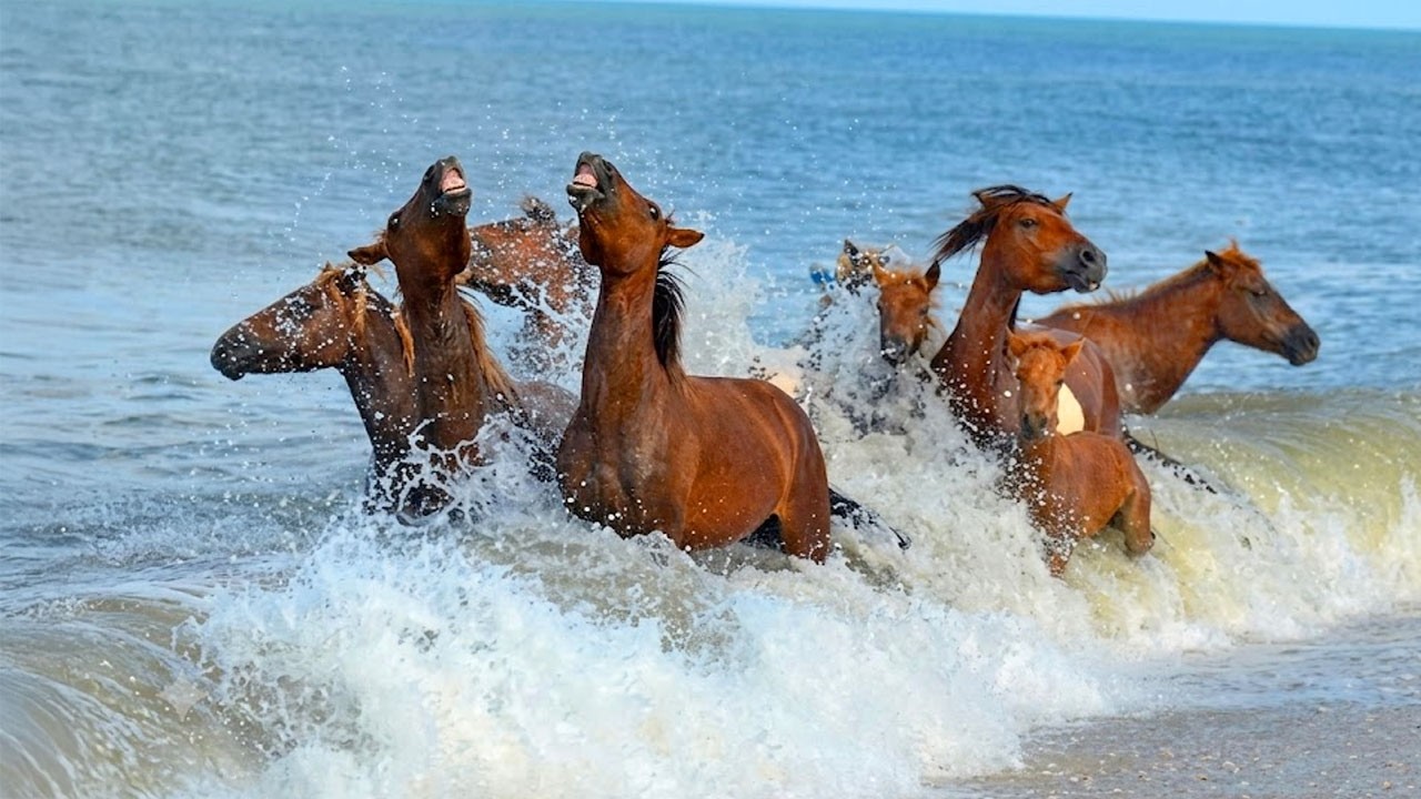 Hilarious Animals Can't Help Themselves Meeting Water for the First Time 🤣