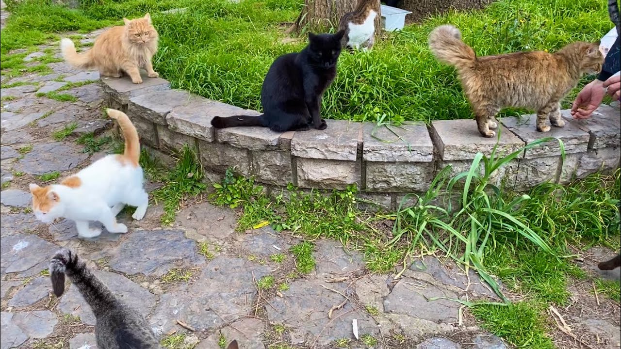 The cats living in the park were incredibly beautiful. They were very hungry.