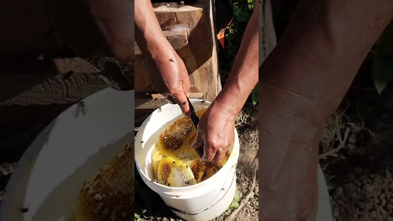 Harvesting honey #honey #harvesting #viral #food #rurallife #villagelife #tseminyu #youtubevideo 