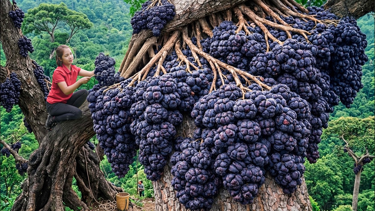 Harvest Rare Wild Fruits Goes To Market Sell | Discovering the Tallest Plant in the World