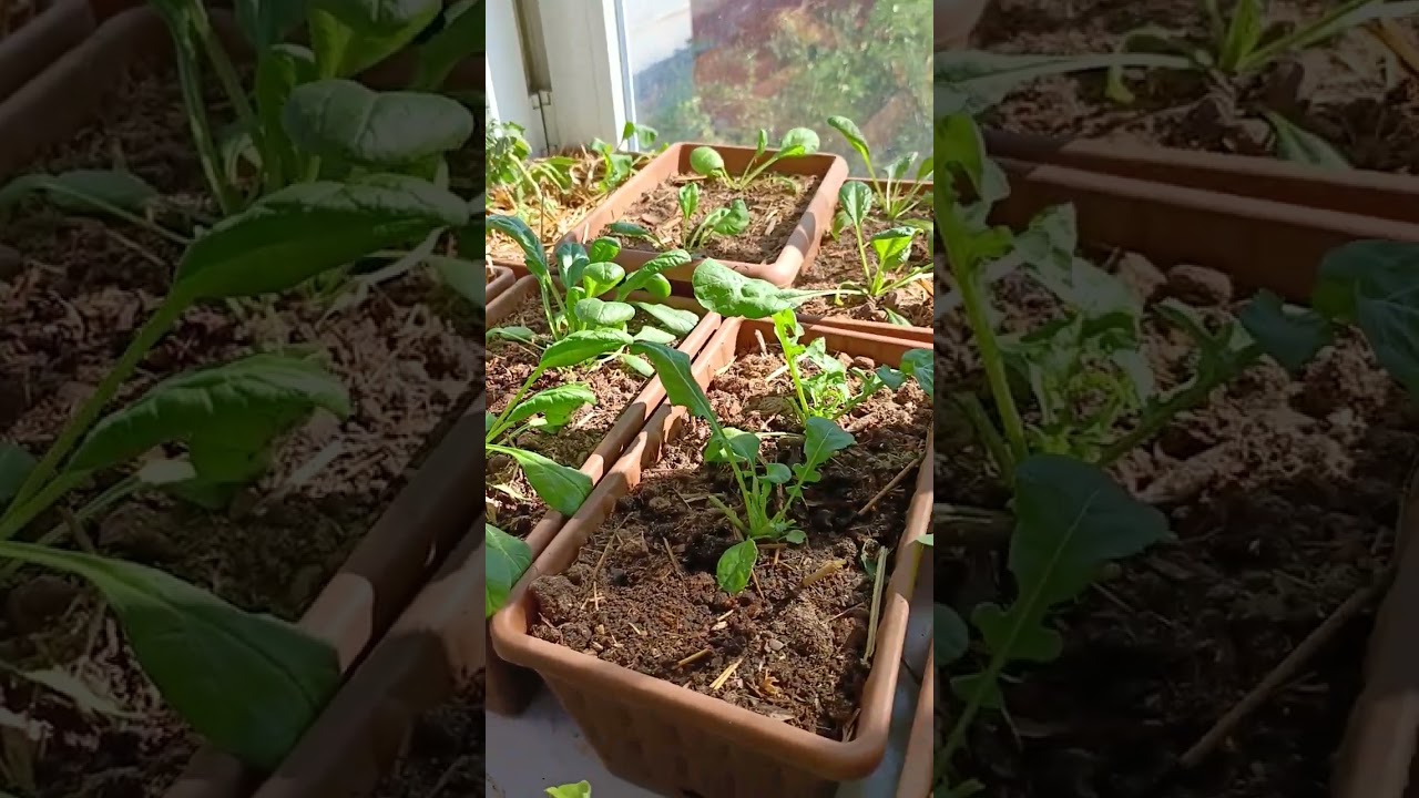 Balkon bahçeciliği(Balcony gardening) 
