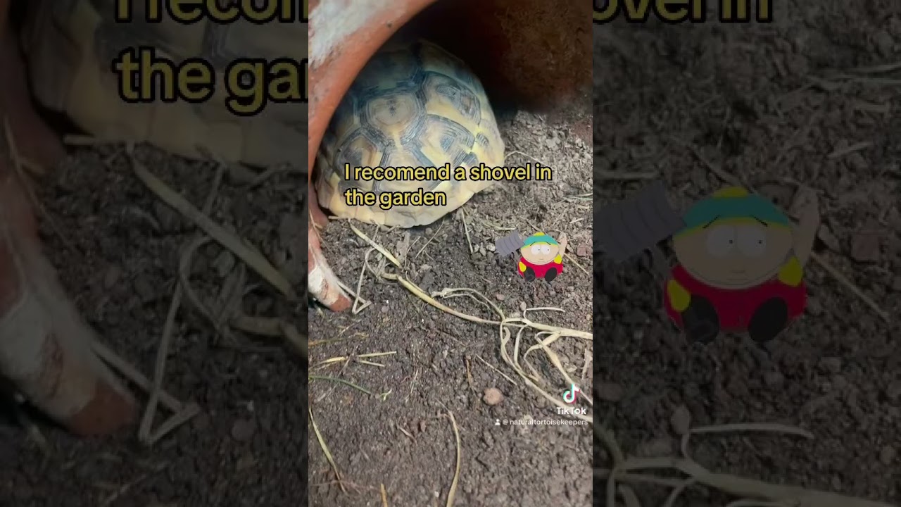 Best tortoise bedding #greektortoise #naturaltortoisekeepers #tortoise #tortoisediet #reptiles #tort