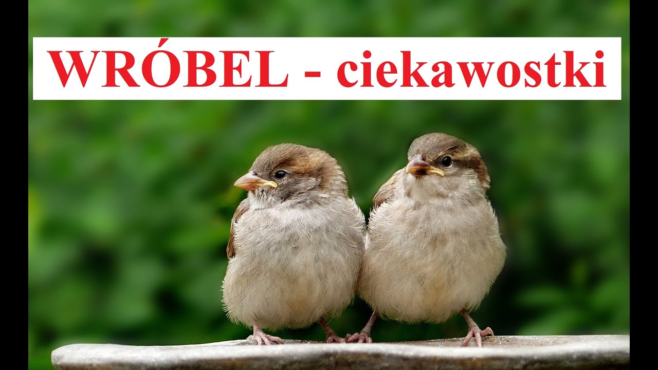 WRÓBEL - ciekawostki o ptakach i zwierzętach