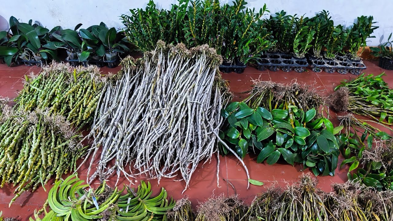 Tối 01/1_siêu nhiều lan kèn,trúc,hồ điệp,ngọc thạch,ht tam bảo sắc,nhất điểm,vũ nữ,đen rô_0392598516