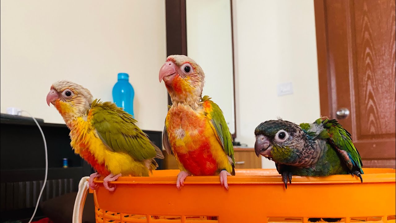 Pineapple conure growth stages JUNE 2023