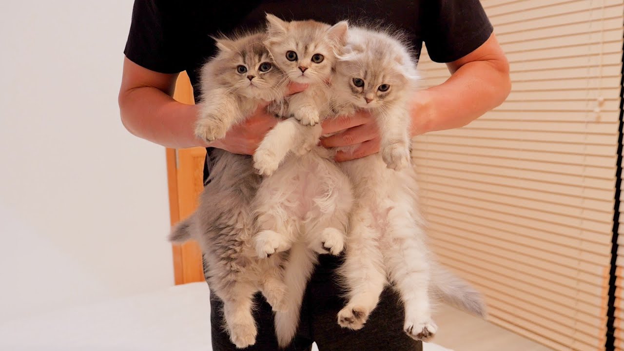 Ухаживать за котенком, у которого отросла слишком длинная шерсть, может быть очень сложно!