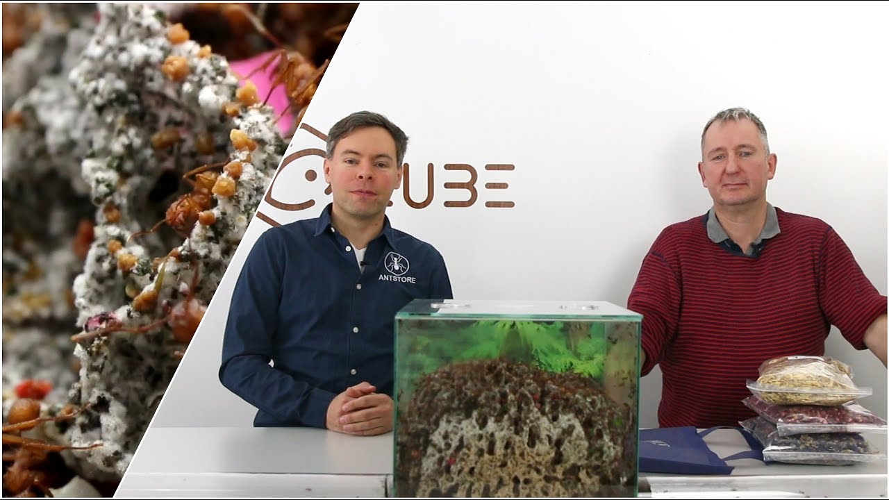 ANTSTORE Gespräch mit Andrew Stephenson über Blattschneideameisen