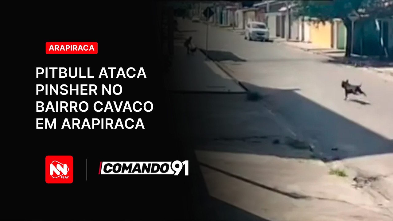 Pitbull ataca pinscher em no bairro cavaco, em Arapiraca
