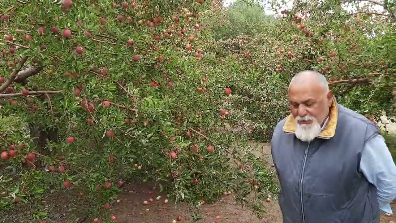 Güllece Bulamacının İNANILMAZ İLAÇ TASARRUFU !