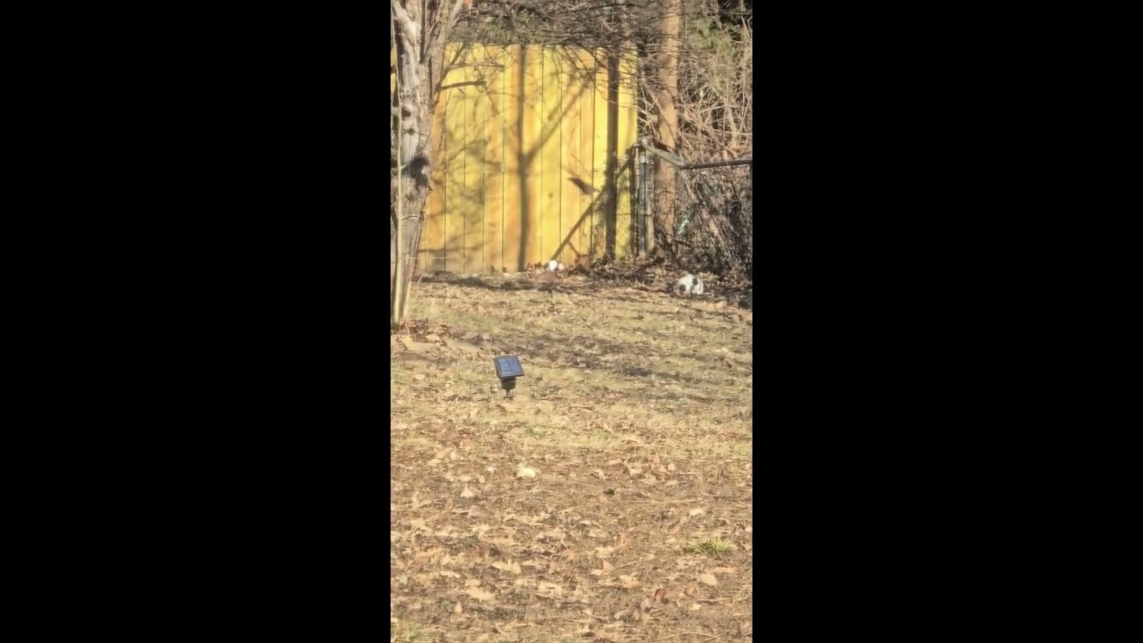 Birds enjoying the sun