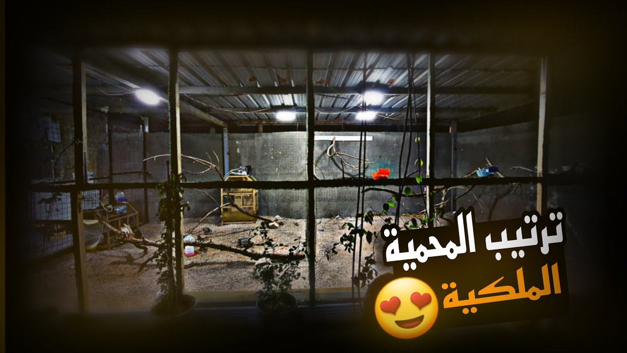 #ترتيب المحمية#8 المحمية الملكية صارت بيها كارثة فرخ البوب وايت ماتQuail💔فتح اعشاش البلبل العراقي😍