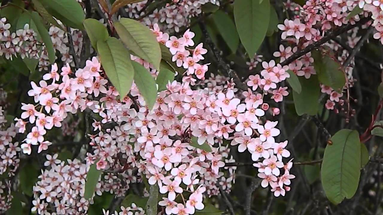 Prunus padus Colorata