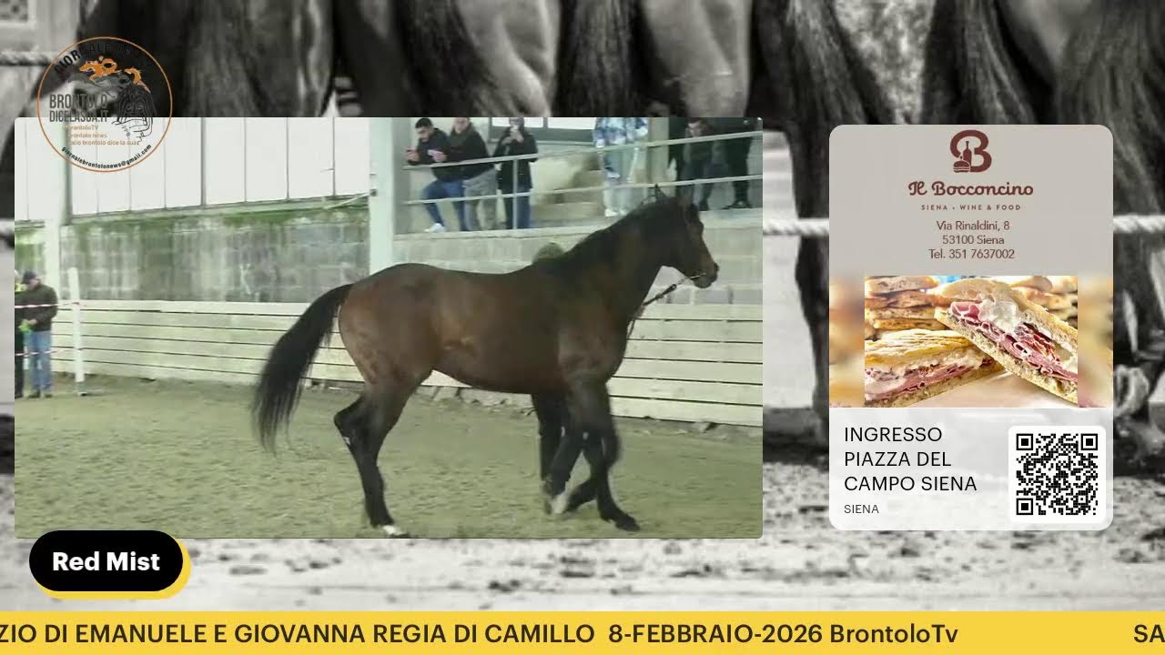 SARDEGNA PRESENTAZIONE STALLONI8 FEBBRAIO 2026