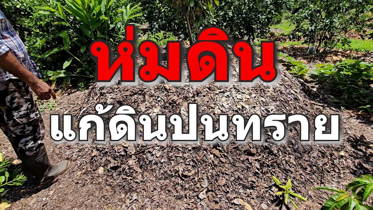ดินปนทรายปลูก ต้นไม้ไม่ขึ้น ต้องแก้ด้วยวิธีนี้