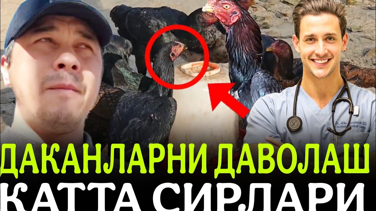 Parvozlar uchun qinayotgan kasalliklar va konkurs buycha maʼlumot