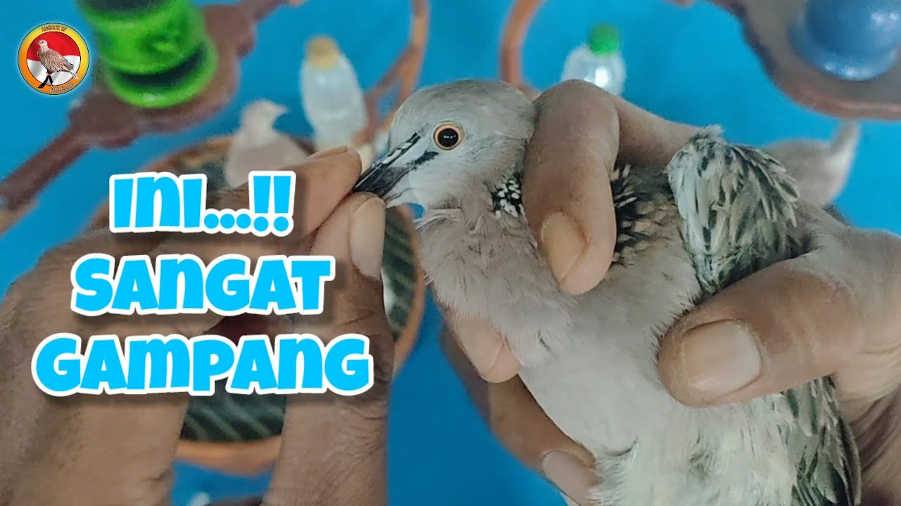 INI SANGAT GAMPANG!! SIAPAPUN PASTI LANGSUNG AHLI 