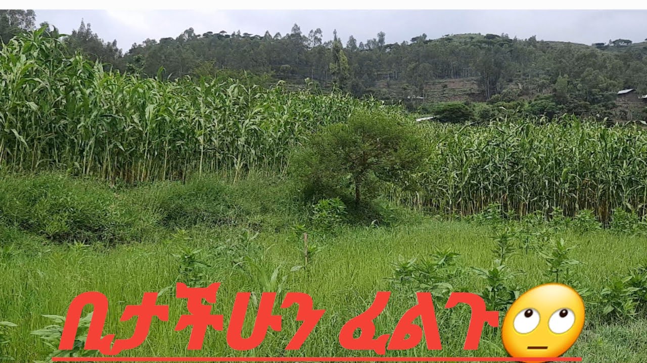 ውድ ቢተሰቦቸ የናፈቃችሁን ላሳያችሁ