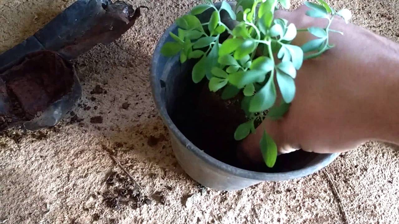 Arruda. Mudan&ccedil;a de Vaso. Jardinagem em Vasos.