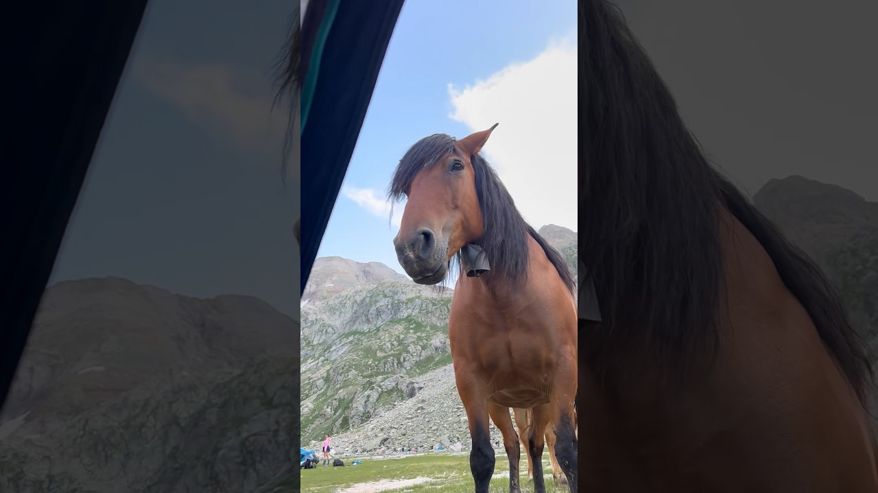 On fait de ces rencontres le matin au r&eacute;veil dans les Pyr&eacute;n&eacute;es 😂👌🏻🤩 #trek #rando #cheval