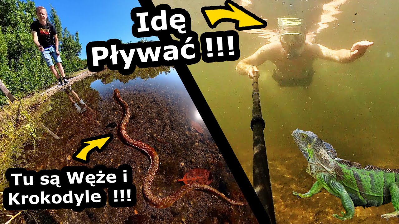 Camping, na którym biegają Wielkie Jaszczury !!! - Iguany na Parceli, Węże i Tropikalne Ptaki (890)