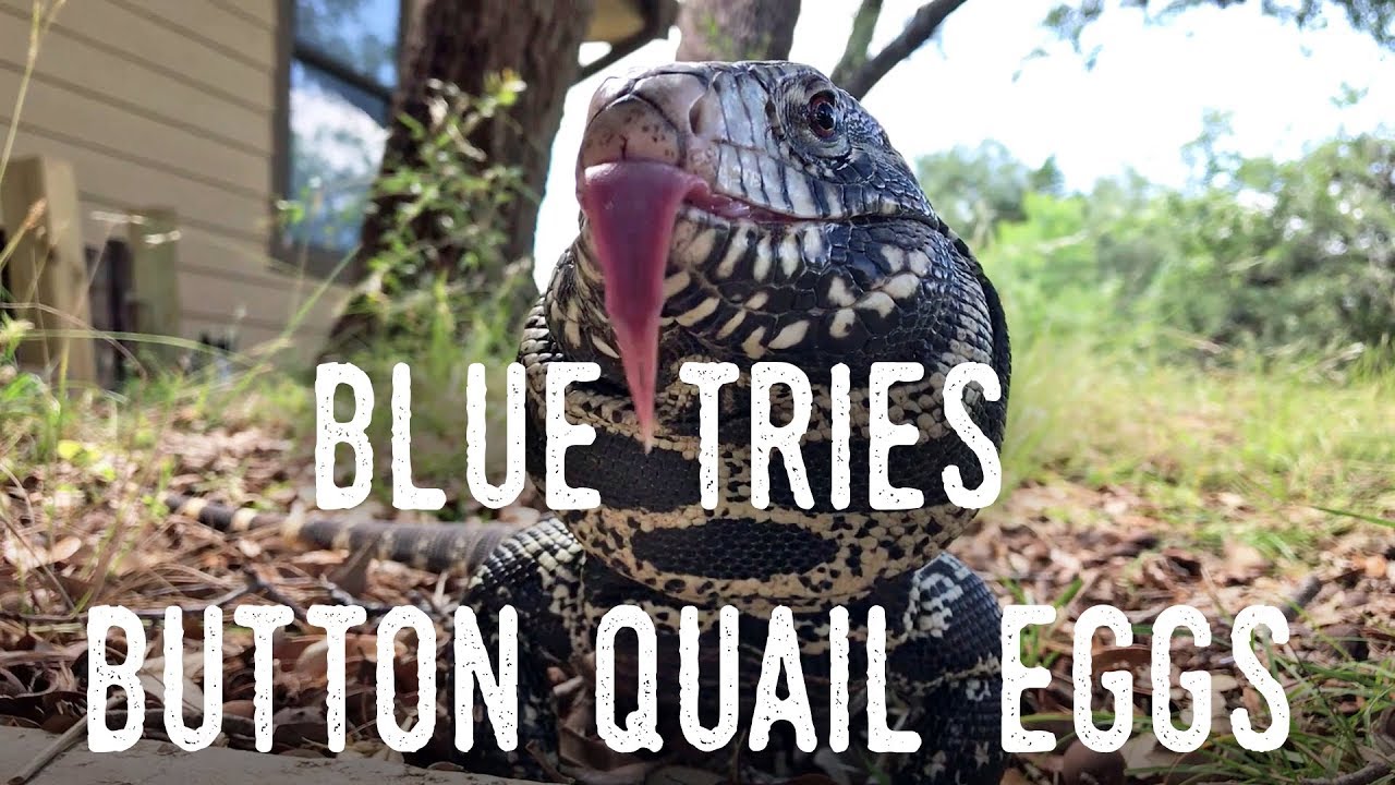 Feeding my Tegu His FIRST Home-Grown QUAIL EGGS!