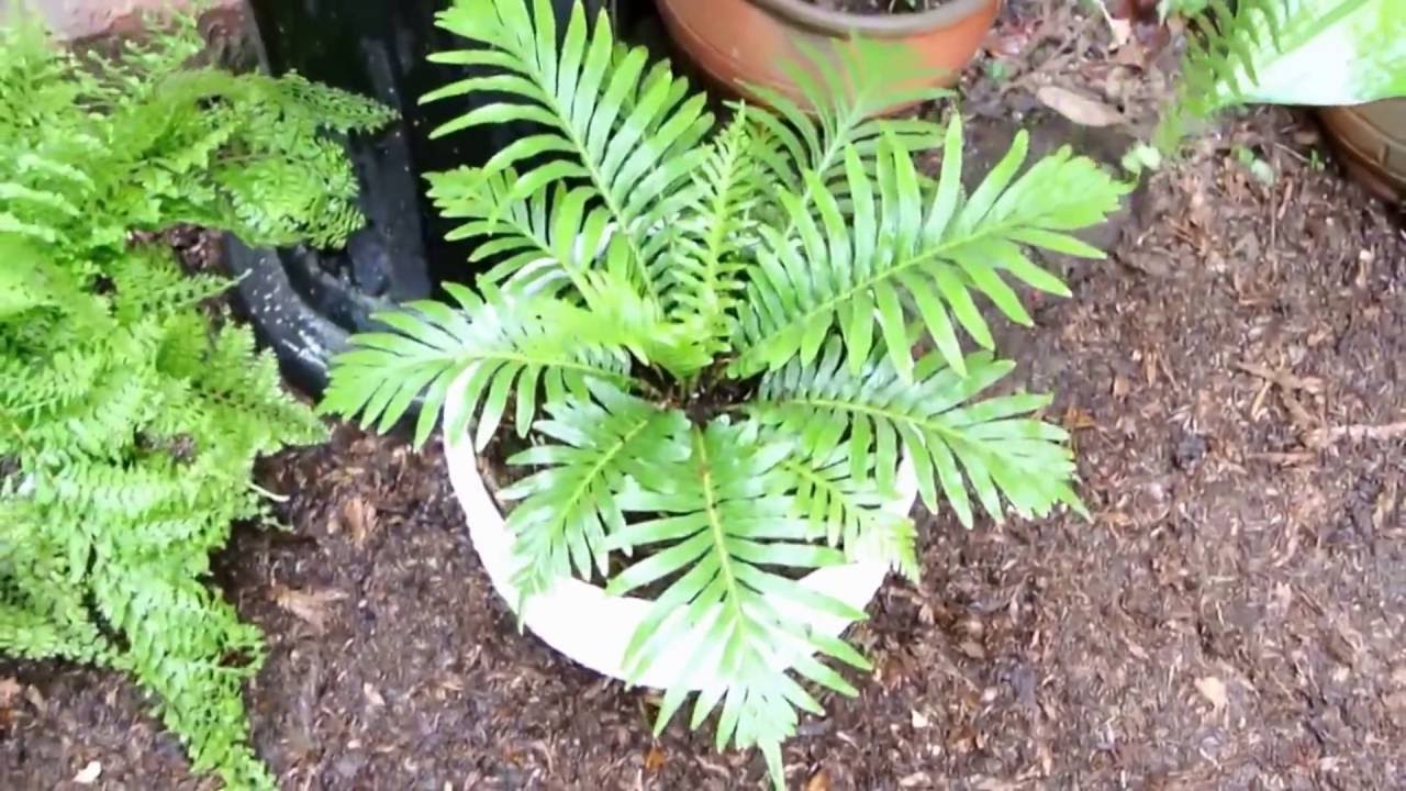 Cultivo de los helechos   2