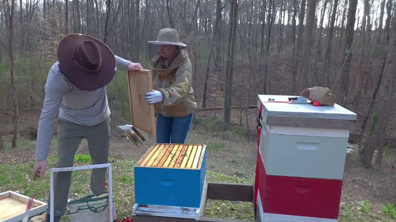 Honey bees 
