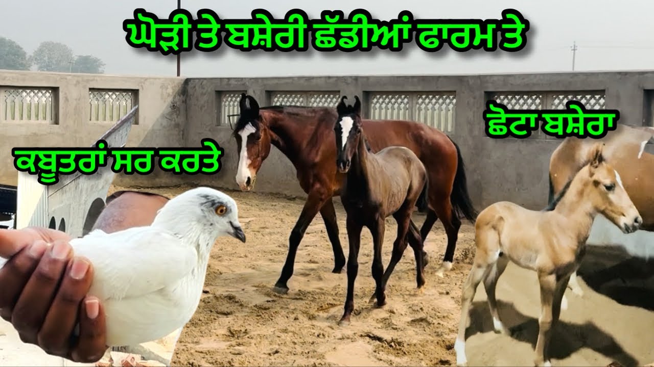 ਘੋੜੀ ਤੇ ਬਸ਼ੇਰੀ ਛੱਡੀਆਂ ਫਾਰਮ ਤੇ॥ਕਬੂਤਰ ਸਰ ਕਰਤੇ॥ਛੋਟਾ ਬਸ਼ੇਰਾ ॥#trending #horse #viral #horseriding 