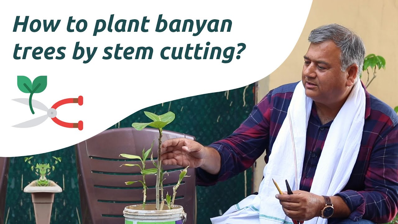 How to plant banyan trees by stem cutting?