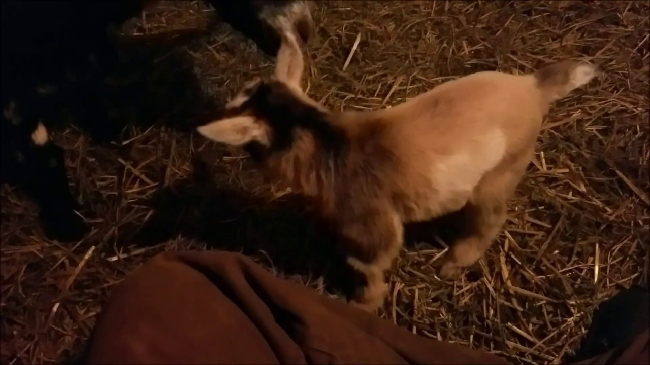 Newborn Baby Goats