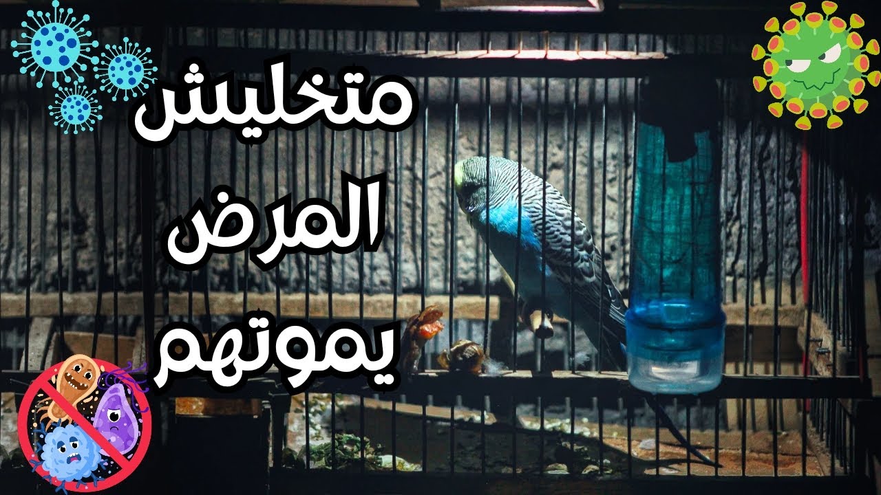أعرف منين أن العصفور عنده إسهال وازاي أعالجه عشان ميموتش