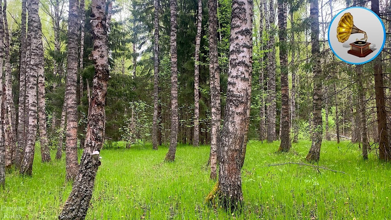 Расслабляющие звуки леса, кукование кукушек и пение птиц в полуденном лесу.
