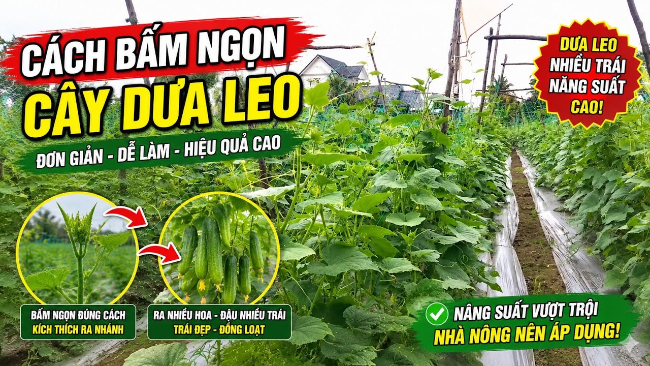 mẹo ngắt đọt dưa leo ra nhiều trái | vườn nhà tôi vlog
