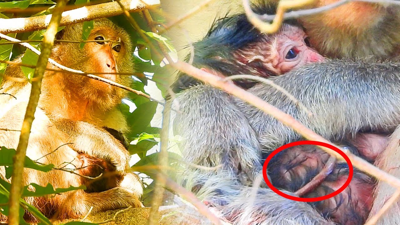 Welcome newborn baby monkey just born by mother Marci | 7-23-2022 |
