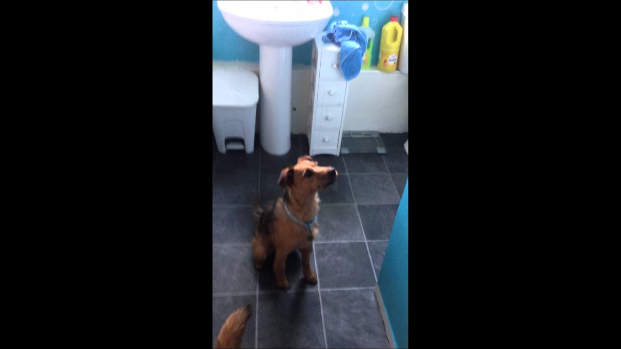 Funny dog odie dance