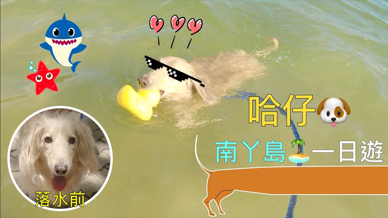 寵物本地遊｜臘腸狗南丫島玩水｜狗狗離島一日遊｜中文字幕