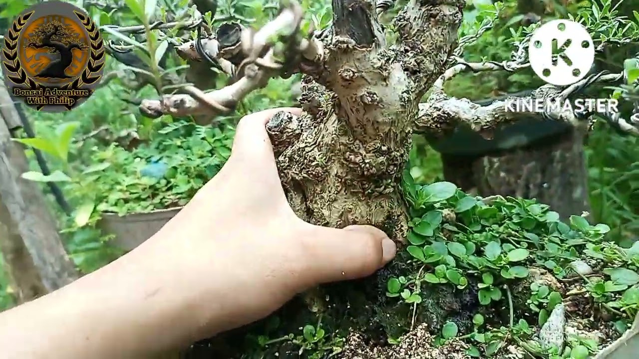 REPOTTING MY BANTIGUE BONSAI | PART 1