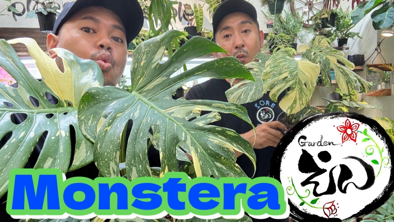 育てて美しい！かっこいい！モンステラご紹介します！　#gardenえん #モンステラ　#monstera #観葉植物