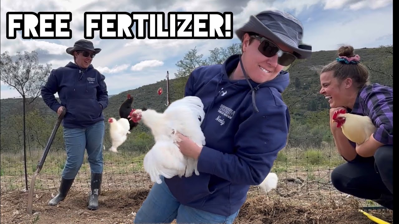 Healthy chickens for healthy people!