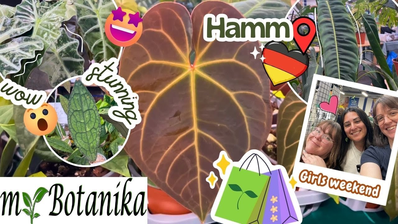 Rare Plant Market | My Botanika Hamm (Germany) 🌿October 2025 🛍️