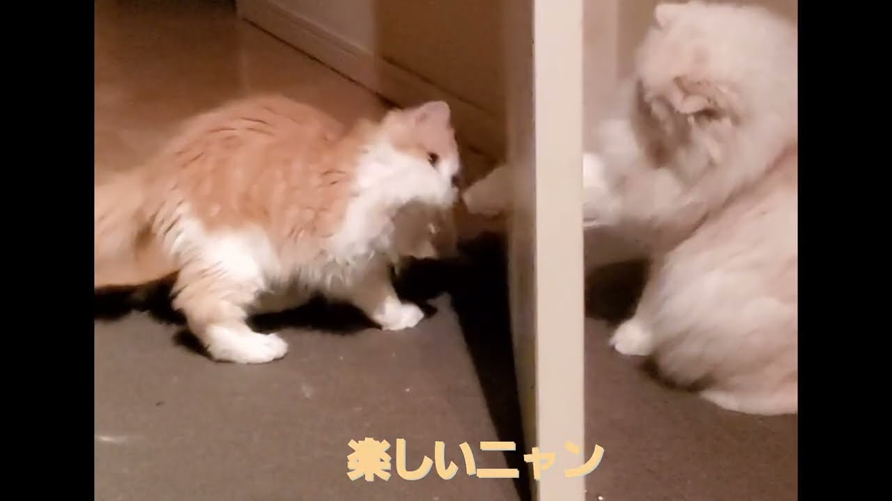 慣れてきた子猫が止まらない　　#猫 #スコティッシュフォールド#多頭飼い #先住猫 #子猫#年の差ねこ暮らし #猫の日常#cats #scottishfold