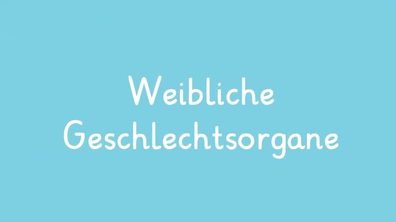 Das weibliche Geschlechtsorgan einfach erklärt | sofatutor