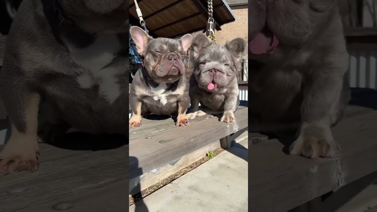 BIG ROPE EXOTIC FRENCHIE!!!