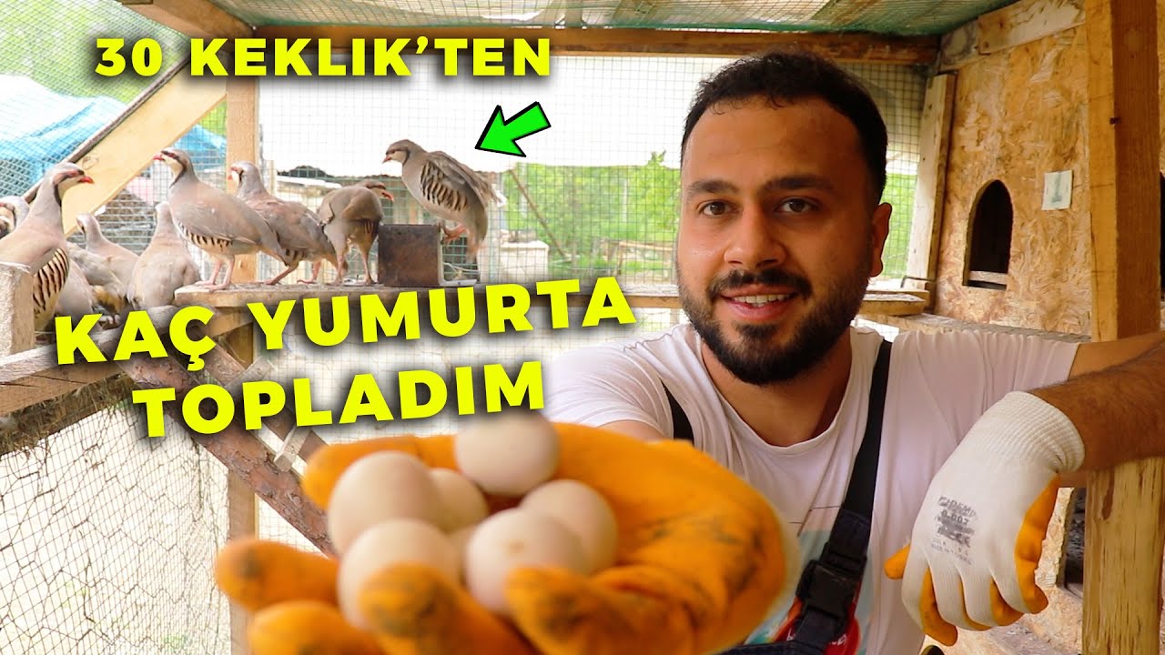 30 Tane Keklik'ten Aldığım Yumurtaya Bak ! Keklik Yumurtası Toplama - Kümes Temizliği - Yavru Tavşan