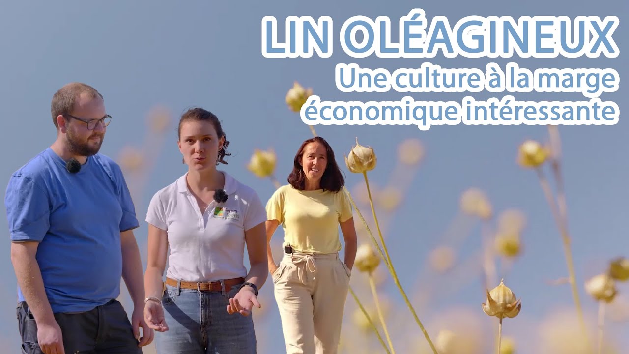 Le lin oléagineux, une culture qui a tout bon pour Pierre Pirodeau ! Les pieds dans les champs