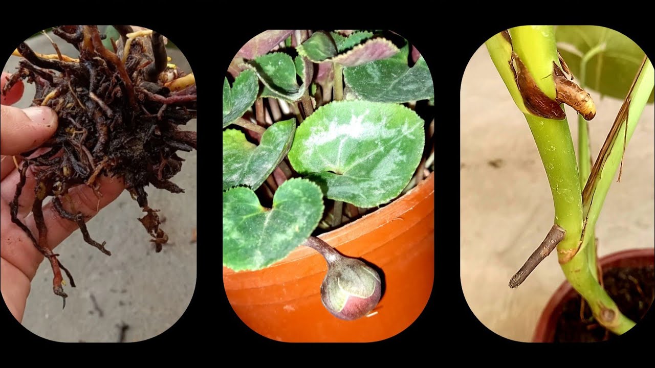 Siklamen, Monster, Molochay, Aloe, Kaktus, Ficus gullarini yaxshi ko'rganlar un