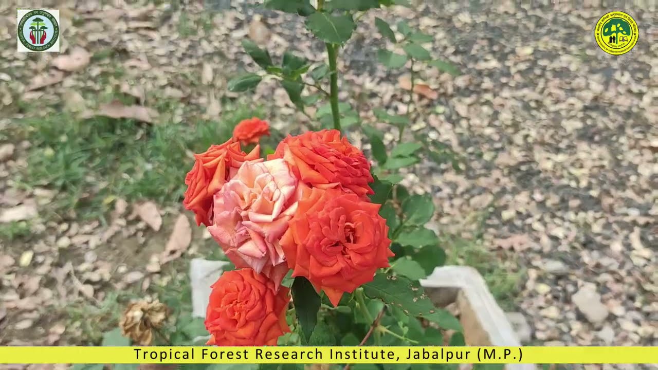 Botanical Garden of Tropical Forest Research Institute, Jabalpur M P