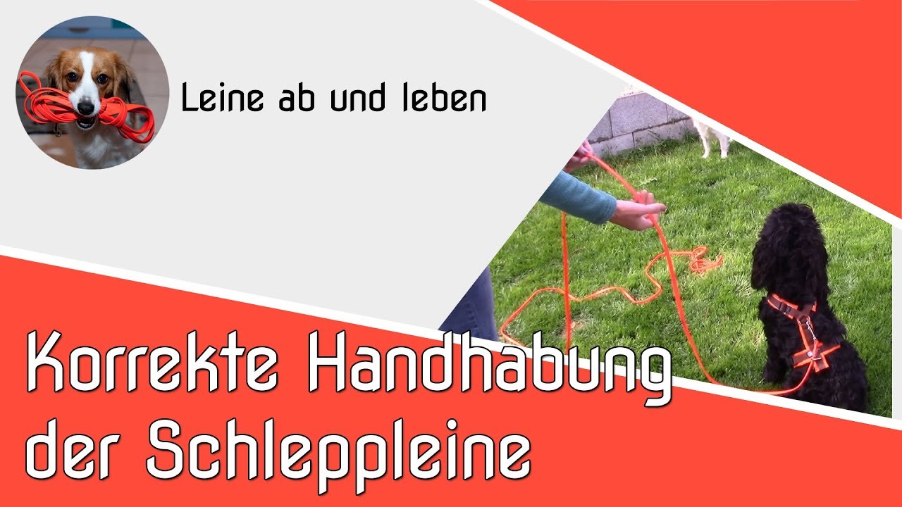Leinenf&uuml;hrung - Handhabung der Schleppleine | Hundeschule | Spaziergang