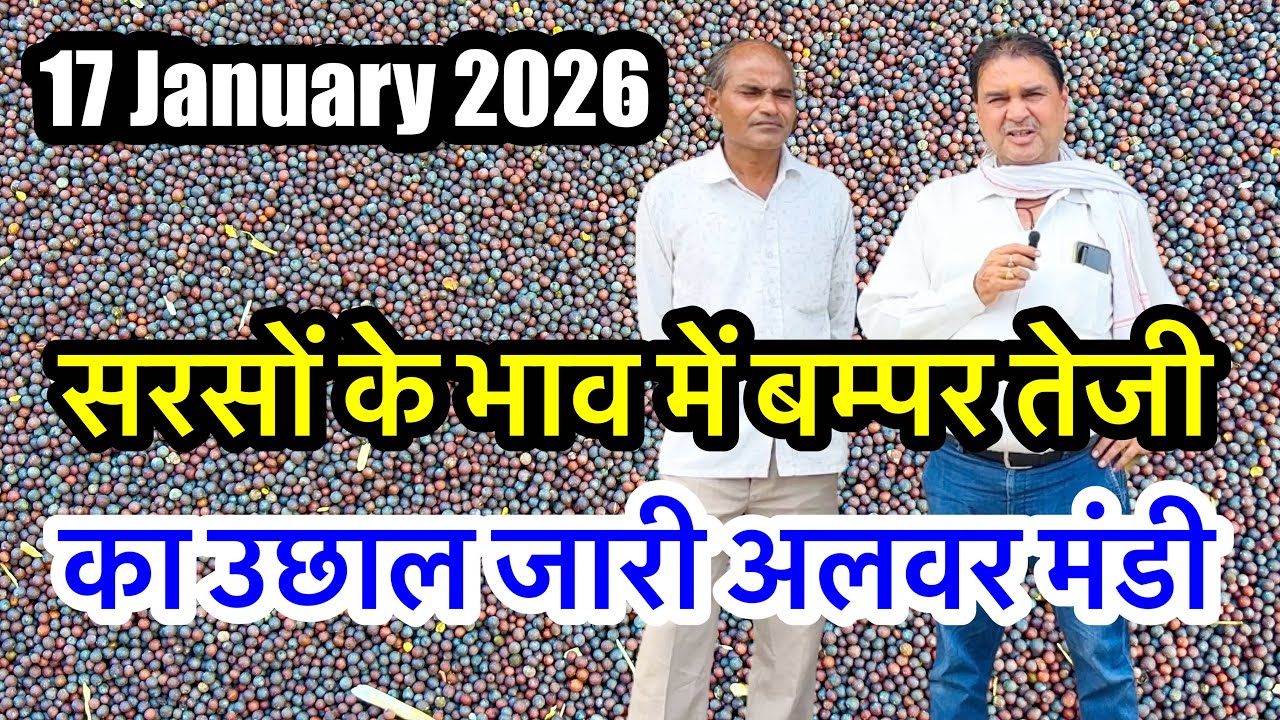 सरसों का भाव आज/सरसों के भाव में तेज़ी का उछाल देखें भाव/Sarson Ka Bhav Today Mandi Bhav Aaj Ke Rate