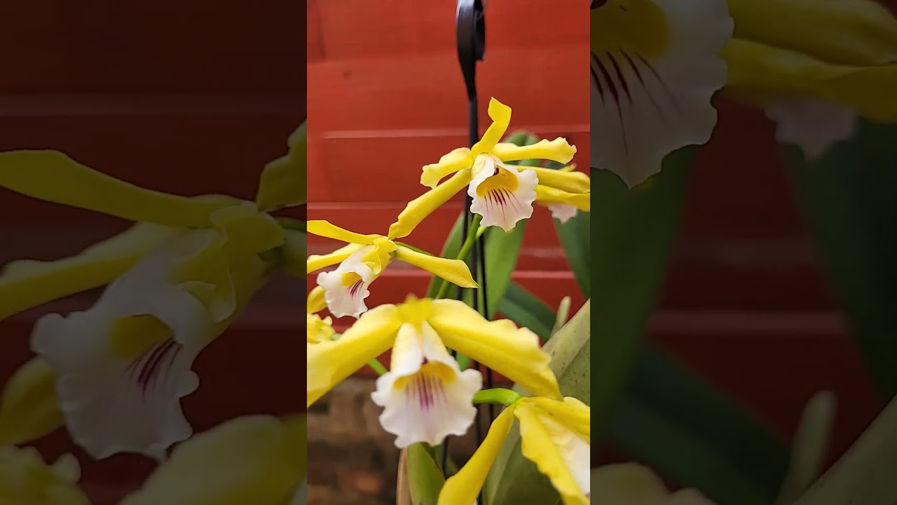 Laelia xanthina